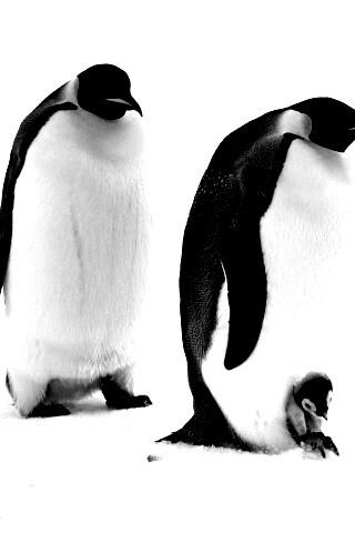 Семья пингвинов обои