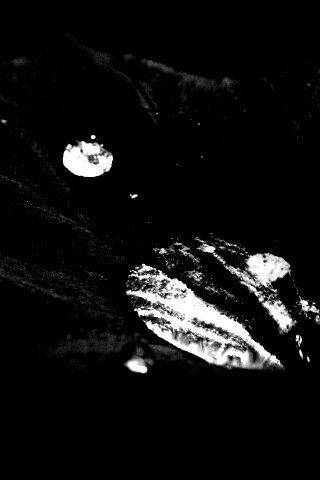 Капля в листе обои