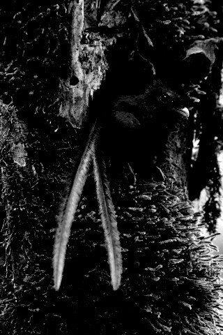 Райская птица в дупле обои