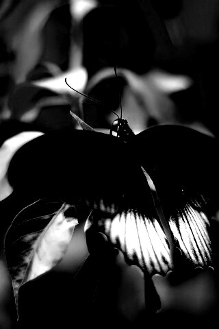 Бабочка с чёрно-белыми крыльями обои