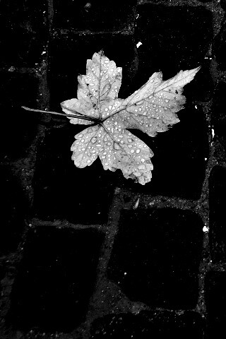 Упавший лист на мостовой обои