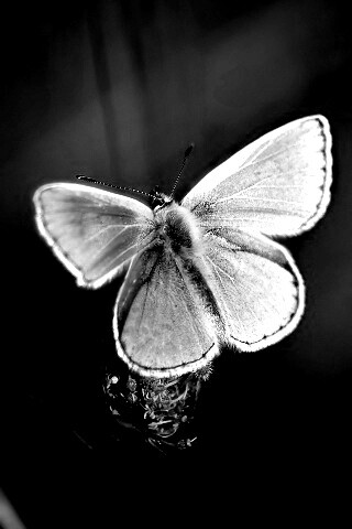 Бабочка с фиолетовыми крыльями обои