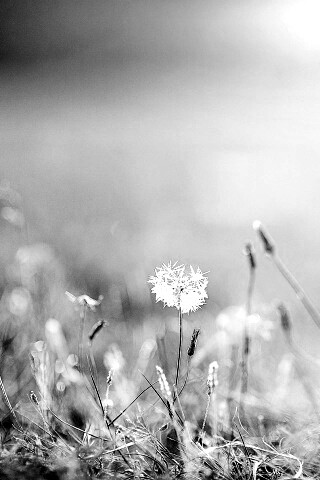 Летняя трава обои