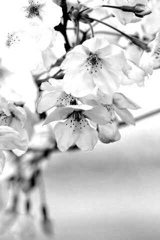 Цветение вишни обои