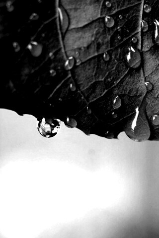 Роса на листе в макро обои