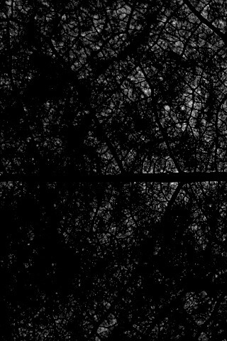 Свечение зеленого листа в макро обои