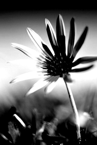 Летний цветок на солнце обои