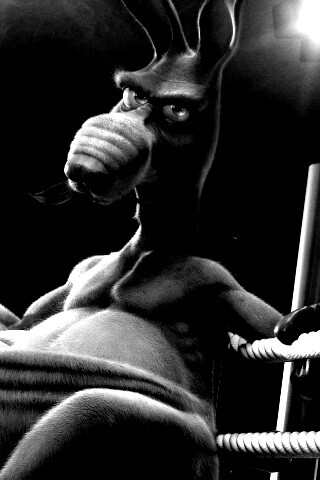 Кенгуру-боксер на ринге обои