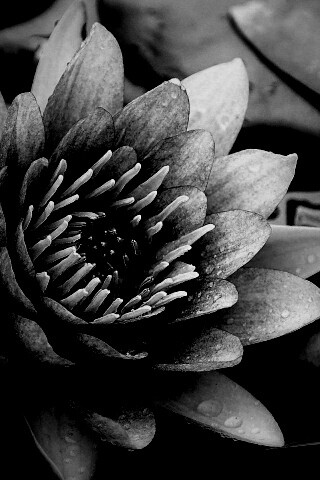 Кувшинка обои