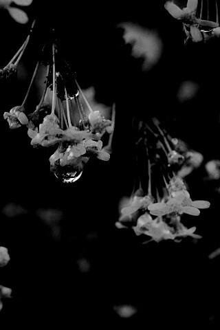 Жёлтые цветочки на ветке обои