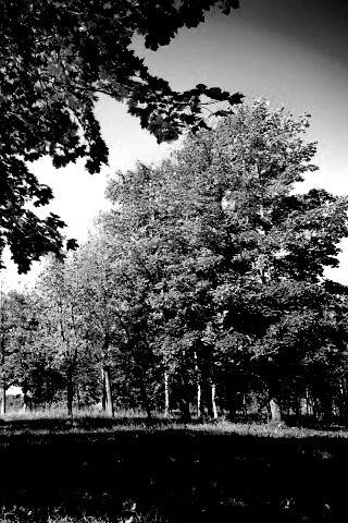 Осень в лесу обои