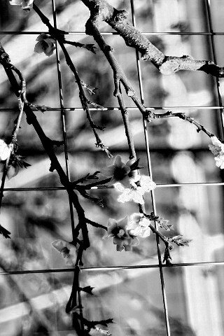 Ветка за сеткой обои