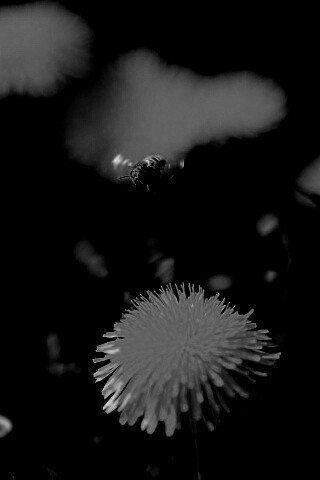 Пчёлка пролетает над одуванчиками обои