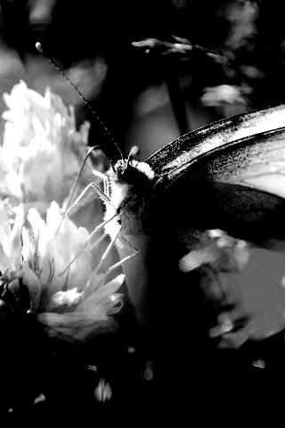 Бабочка на цветке обои