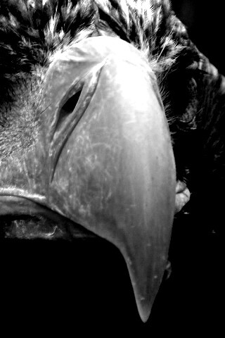 Орёл - птица гордая обои