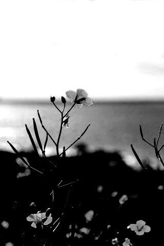 Мелкие жёлтые цветы обои