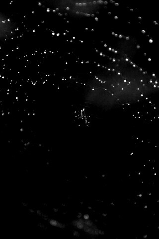 Паук на паутине обои