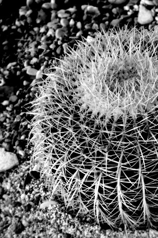 Круглый кактус обои