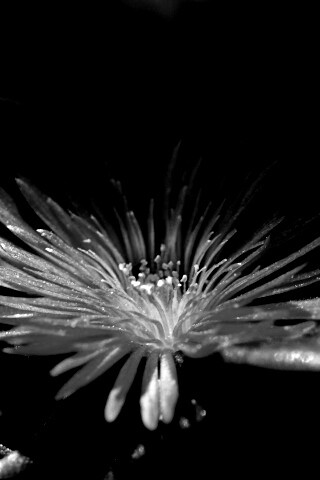 Чудесный цветок обои