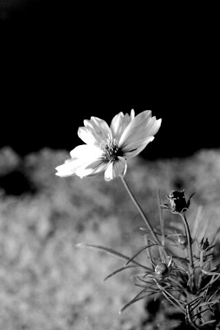 Полевой цветок обои