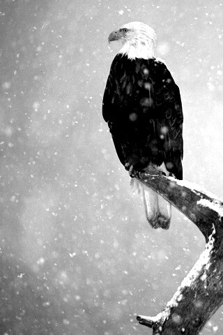 Орлы на ветке в снегопад обои