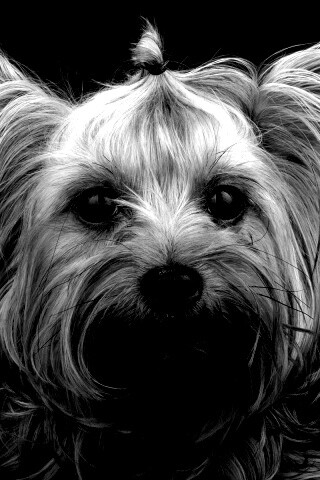 Йоркширский терьер обои