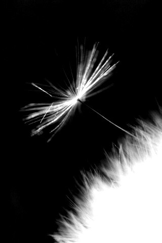 Пушинка одуванчика обои