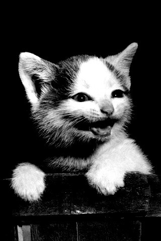 Три милых котенка обои