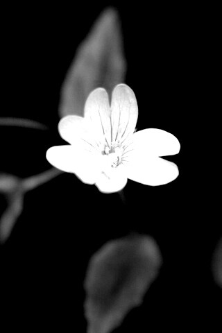 Маленький цветок в макро обои