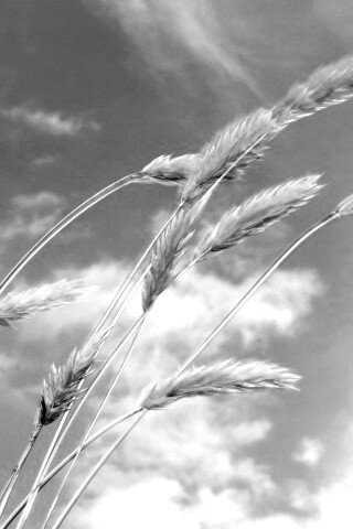 Колосья обои