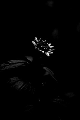 Фотография цветка обои