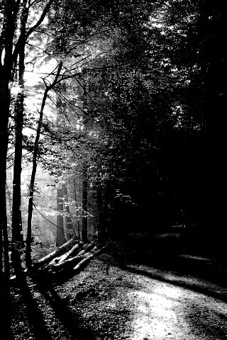 Дорога вдоль просеки в осеннем лесу обои