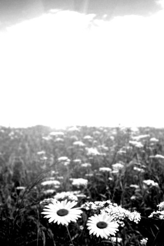 Поле ромашек обои