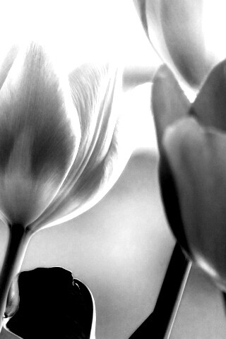 Тюльпаны обои