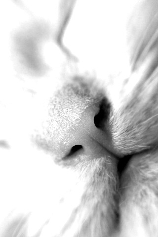 Кошачья мордочка обои