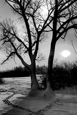 Солнечный свет в зимнем лесу обои