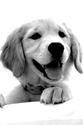 Щенок голден ретривера обои