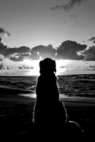 Собака наблюдающая закат на пляже обои