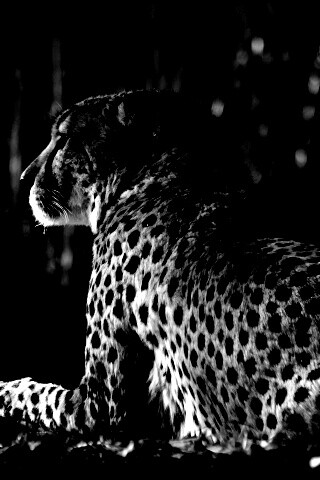 Гепард обои