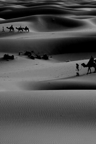 Караваны пустыни обои