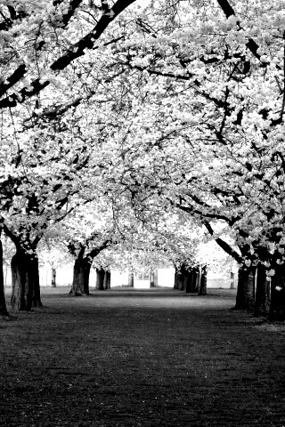 Розовая аллея обои