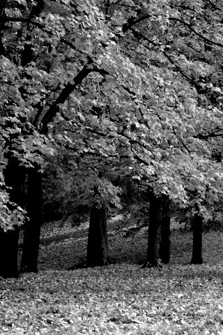 Парковая осень обои