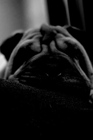 Щенок шарпея спит обои