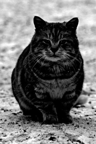 Тяжелый взгляд котэ обои