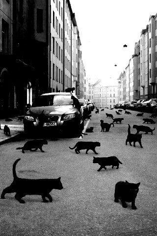 Город кошек обои