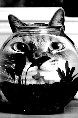 Сферический код за аквариумом обои