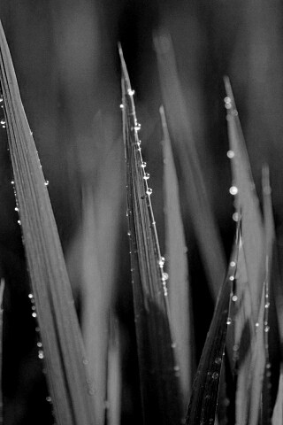 Яркая зеленая трава обои