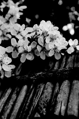 Веточка цветущей вишни обои