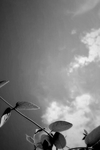 Веточки на фоне неба обои