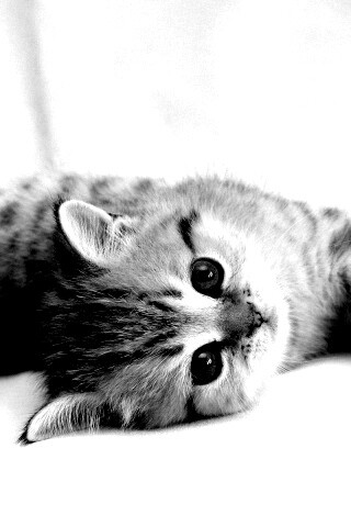 Рыжиый котенок с синим глазами обои